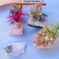 Air Plants On Crystals