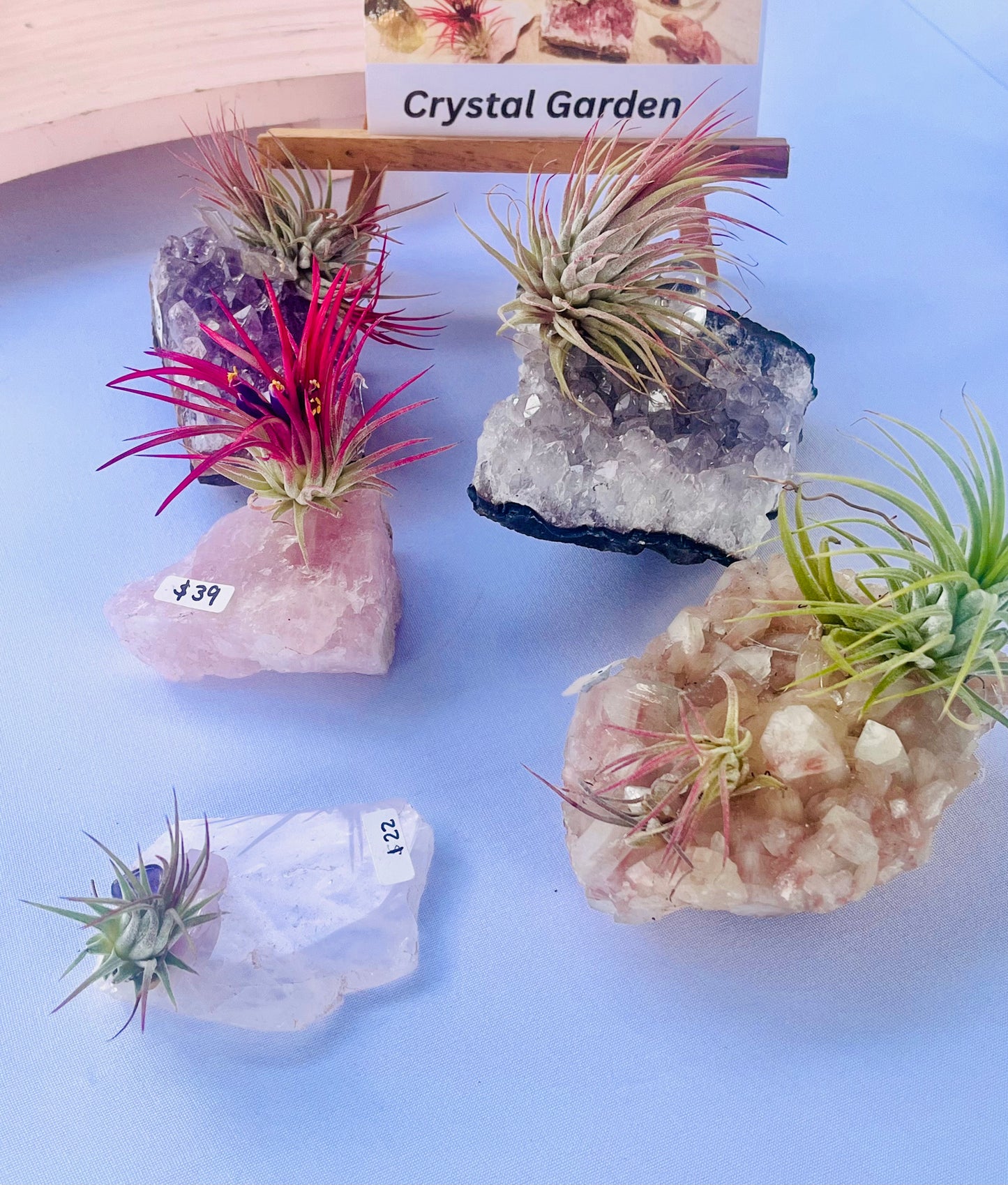 Air Plants On Crystals