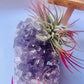 Air Plants On Crystals