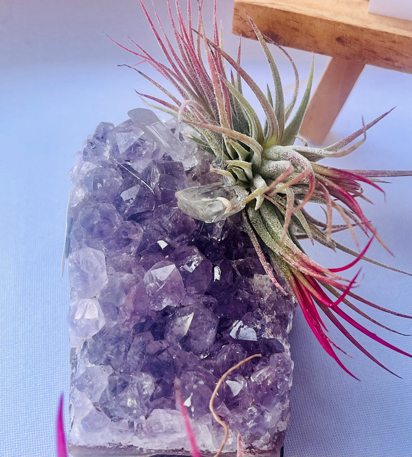 Air Plants On Crystals
