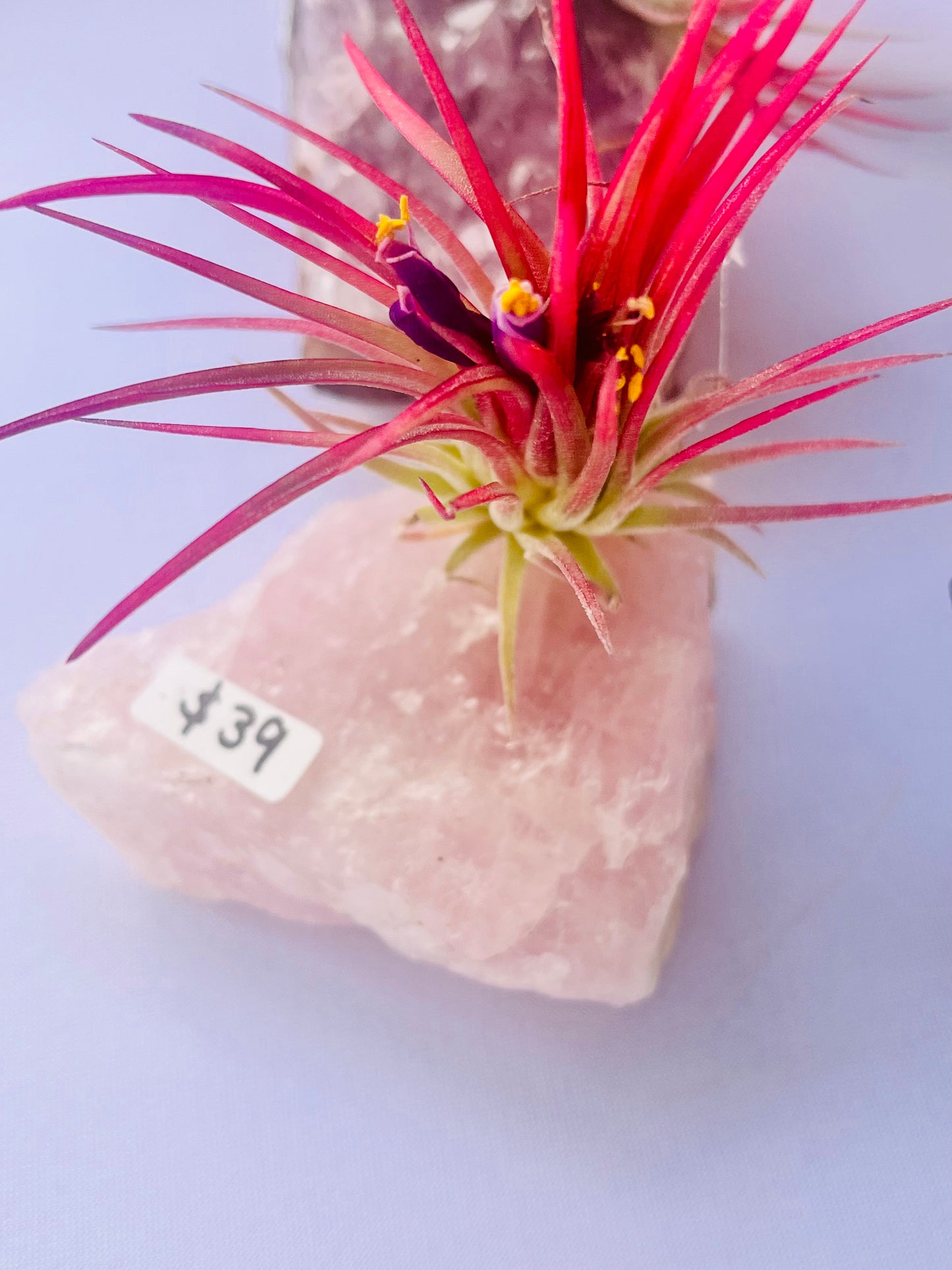 Air Plants On Crystals