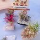 Air Plants On Crystals