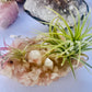 Air Plants On Crystals