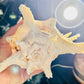 Stunning White Murex shells